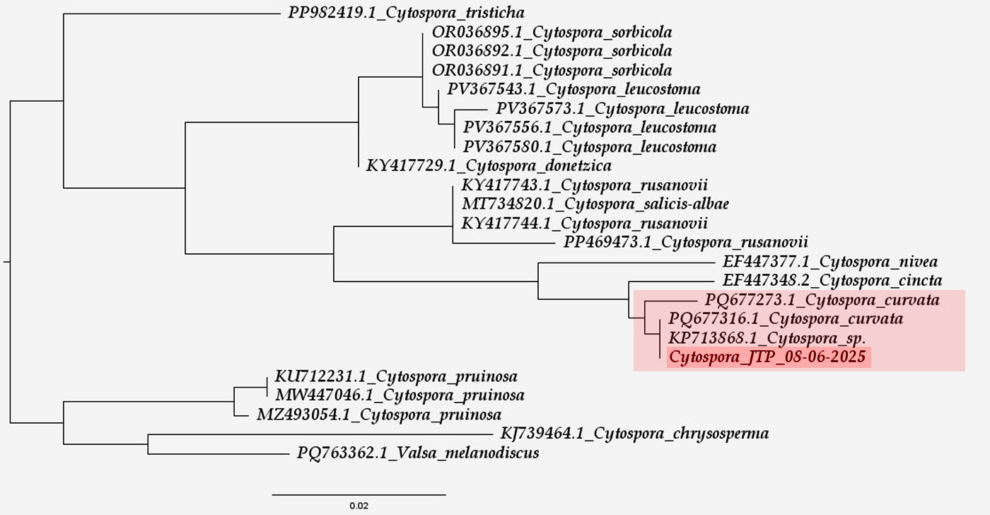 Árbol Filogenético